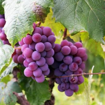 天然婚禮小物彌月禮盒