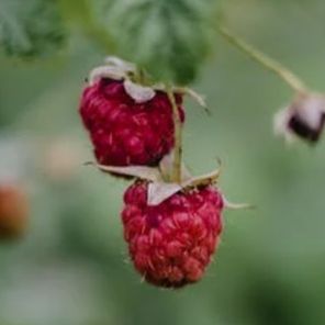 天然婚禮小物彌月禮盒