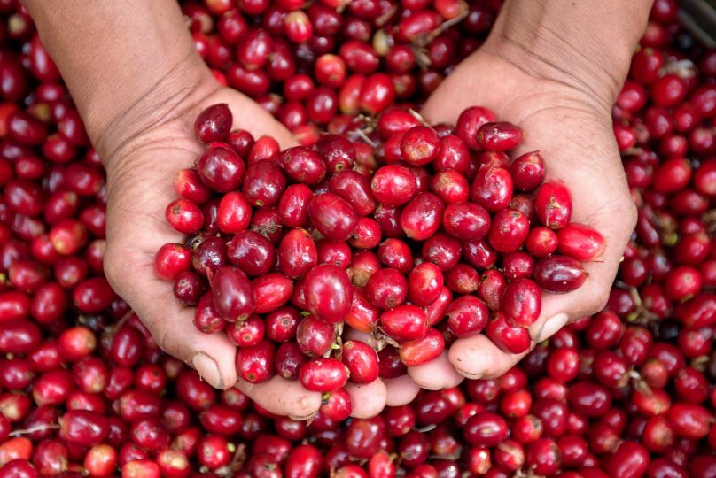 翡翠莊園藝伎咖啡