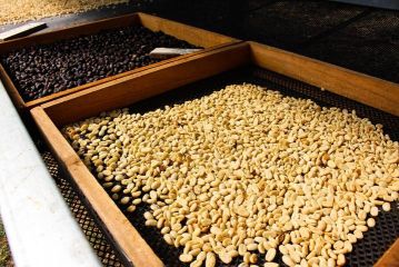 翡翠莊園藝伎咖啡