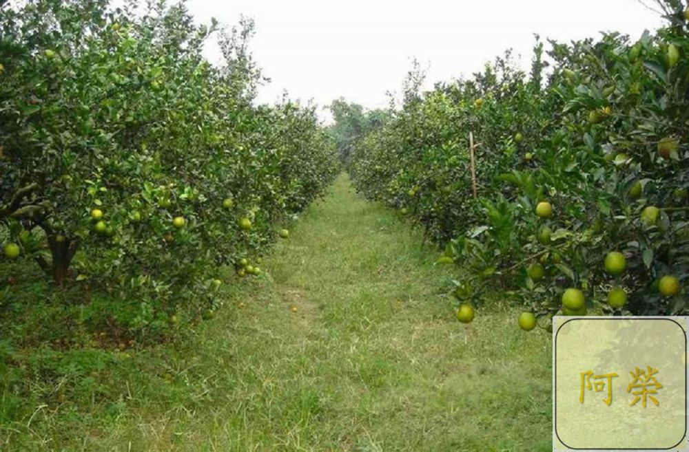 （產期己結束）老欉帝王柑（接受預訂大約11月中開始出貨依每年節氣狀況調整）