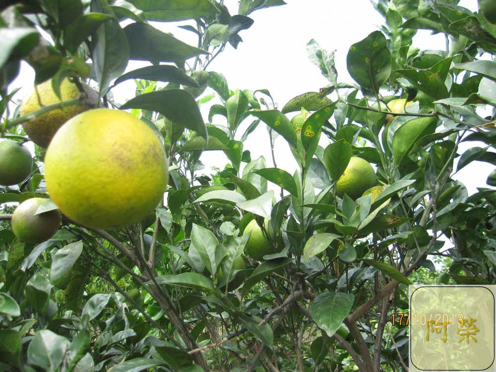 （產期己結束）老欉帝王柑（接受預訂大約11月中開始出貨依每年節氣狀況調整）