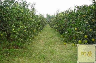 （產期己結束）極品帝王柑 （接受預訂大約11月中開始出貨依每年節氣狀況調整）