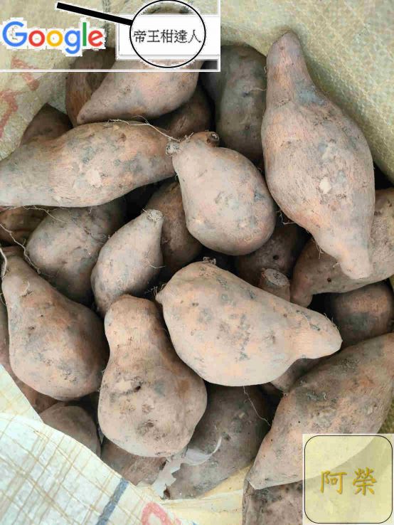 2024-2024收成不穩定，請先詢問再下標，台農57號，黃金薯，黃色地瓜，竹山林內一帶濁水溪種植收成，富涵微量原素而口感及香度會略顯不同。