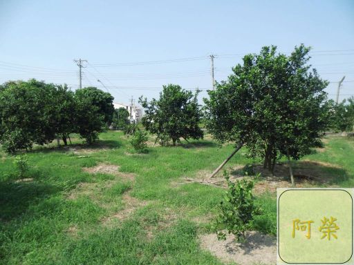 （產期己結束）極品帝王柑 （接受預訂大約11月中開始出貨依每年節氣狀況調整）