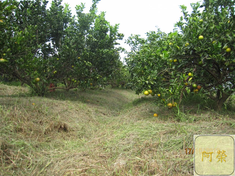 （產期己結束）極品帝王柑 （接受預訂大約11月中開始出貨依每年節氣狀況調整）