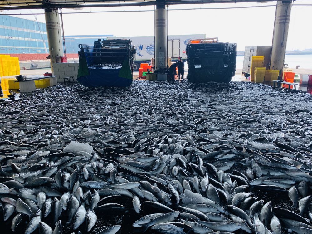 三兩一斤烏魚子