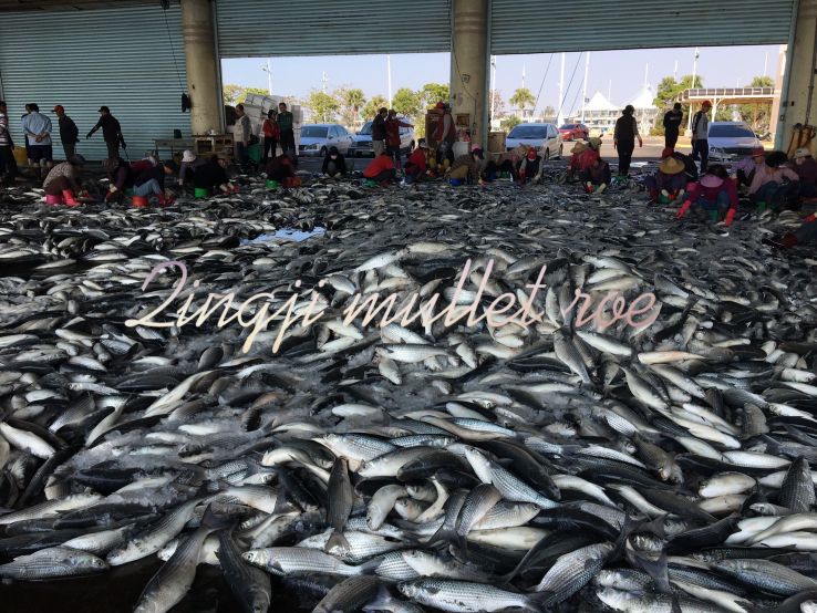七兩單片烏魚子